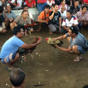 Před kohoutím zápasem