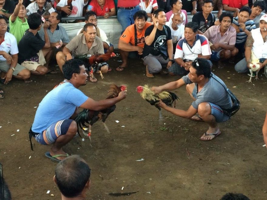 Před kohoutím zápasem