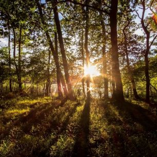 Mnoho vodních ploch v okolí Müritz je chráněných, Německo