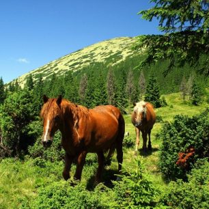Volně se pasoucí koně v gorganském pralese pod horou Syvula