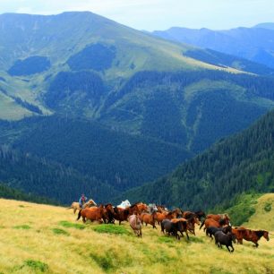 Na podkarpatoruských poloninách se běžně setkáte zblízka se stády koní - někdy i s bačovským kovbojem, častěji ale samotné, bez lidského doprovodu