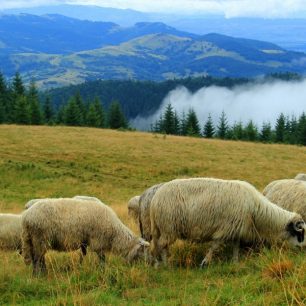 Na rozdíl od Alp je dosud možné v Karpatech volně tábořit kde chcete a zažít tak třeba blízké setkání se stádem ovcí, jakmile ráno vystrčíte hlavu ze spacáku