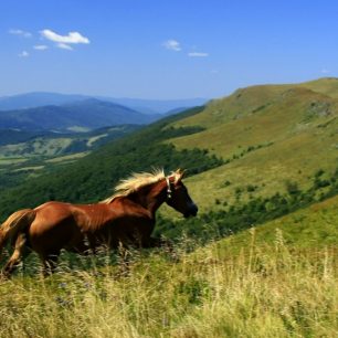 Divoce a volně pádící kůň - symbol svobody Podkarpatské Rusi
