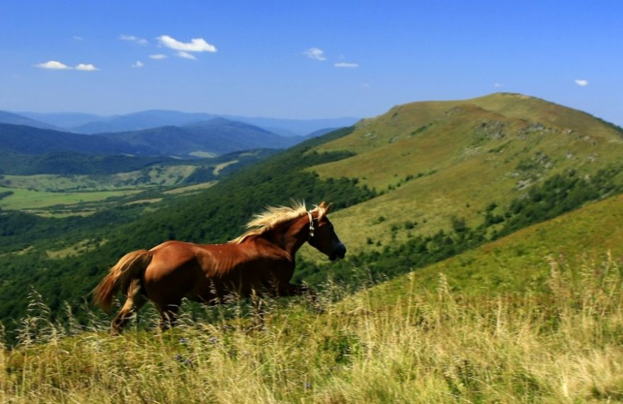 Divoce a volně pádící kůň - symbol svobody Podkarpatské Rusi