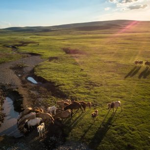Vidět volně pobíhající koně při západu slunce je pohled, který snad nikdy neomrzí