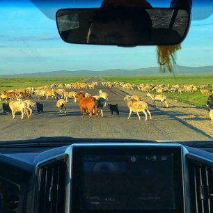 Divoká stáda volně pobíhajících koní, velbloudů a dobytku
