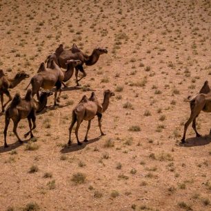 Všude pobíhala divoká stáda velbloudů