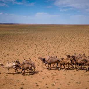 Všude pobíhala divoká stáda velbloudů
