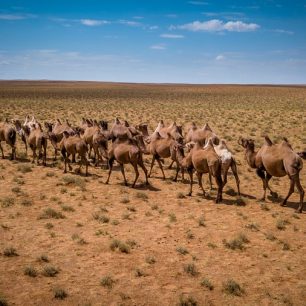 Všude pobíhala divoká stáda velbloudů