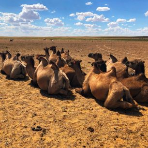 Všude pobíhala divoká stáda velbloudů