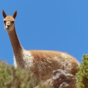 Bolivijská lama