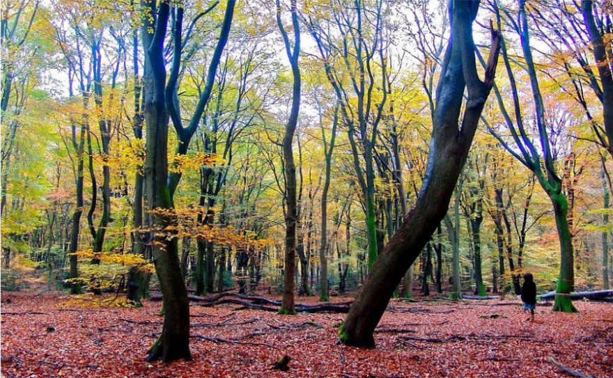 Vedle nádherných historických interiérů v Paleis Het Loo najdete i úchvatné barokní zahrady