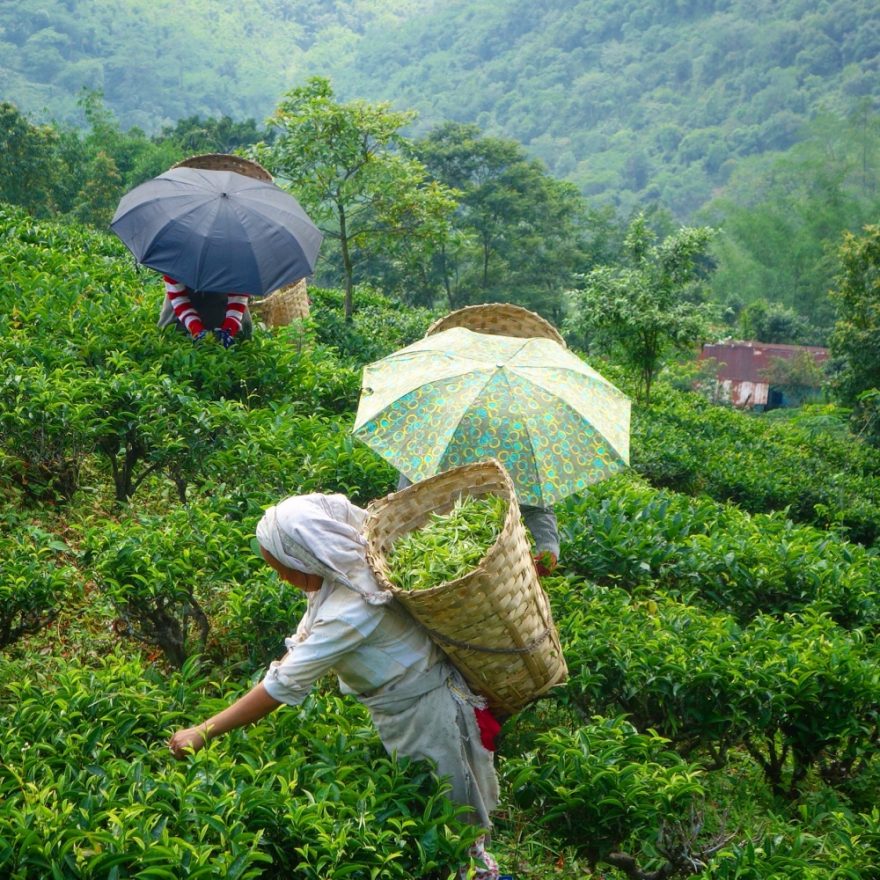 Sběračky čaje v Darjeelingu