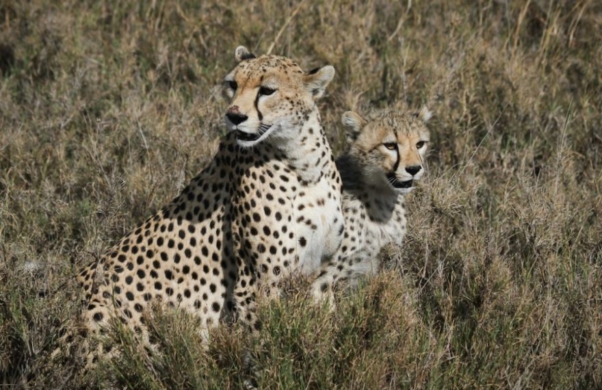  AFRICKÁ DIVOČINA – zvířátka a zvířata pěkně zblízka