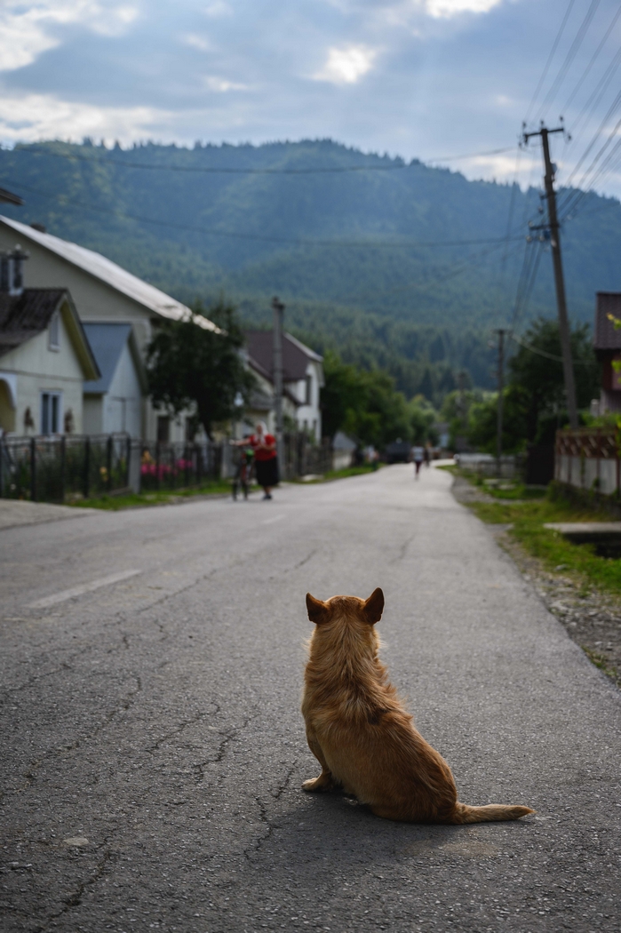 Na ulicích se volně pohybují zvířata, hlavně krávy a psi. Psi jsou však ochočení a necítil jsem se nijak ohrožen.