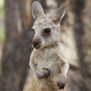 Klokaní ostrov (Kangaroo Island) se nachází pouhých 12 kilometrů od pobřeží Austrálie a je třetím největším ostrovem této země