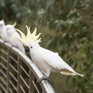 Národní park Kakadu se nachází v Severním teritoriu, několik hodin jízdy autem od Darwinu