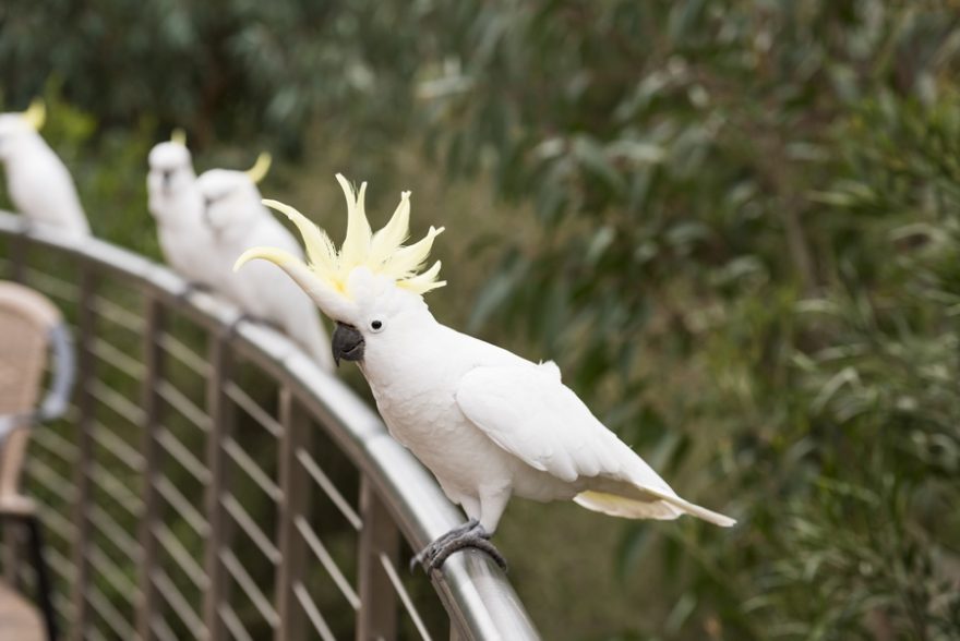 Národní park Kakadu se nachází v Severním teritoriu, několik hodin jízdy autem od Darwinu