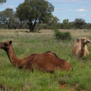 Velbloudi jsou v Austrálii přemnožení