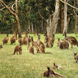 Klokaní ostrov se nachází pouhých 12 kilometrů od pobřeží Austrálie