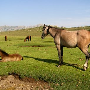Narzit můžete i na volně se pasoucí koně