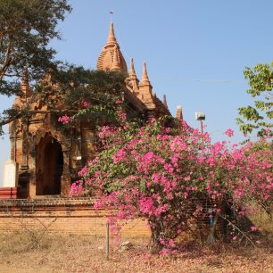 Baganské chrámy ve stínu rozkvetlých stromů