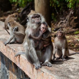 Na makaky na Mauriciu narazíte často