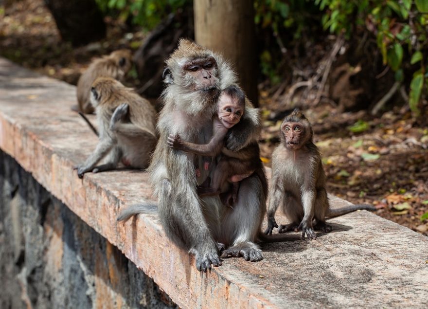 Na makaky na Mauriciu narazíte často