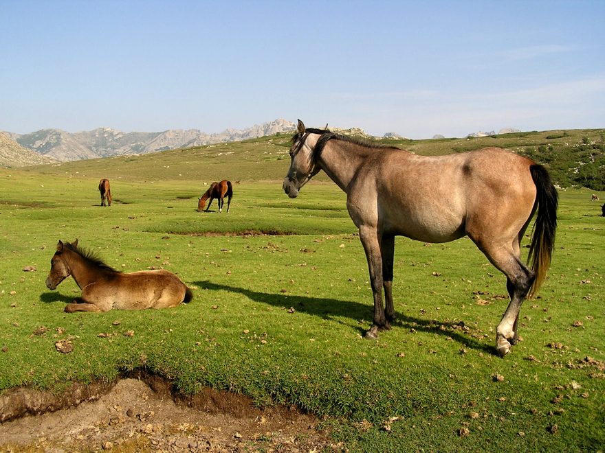 Po cestě budete potkávat také volně pasoucí se zvířata
