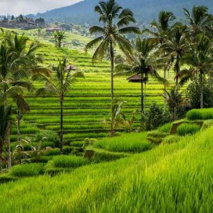 Společně se projedeme rýžovými políčky.