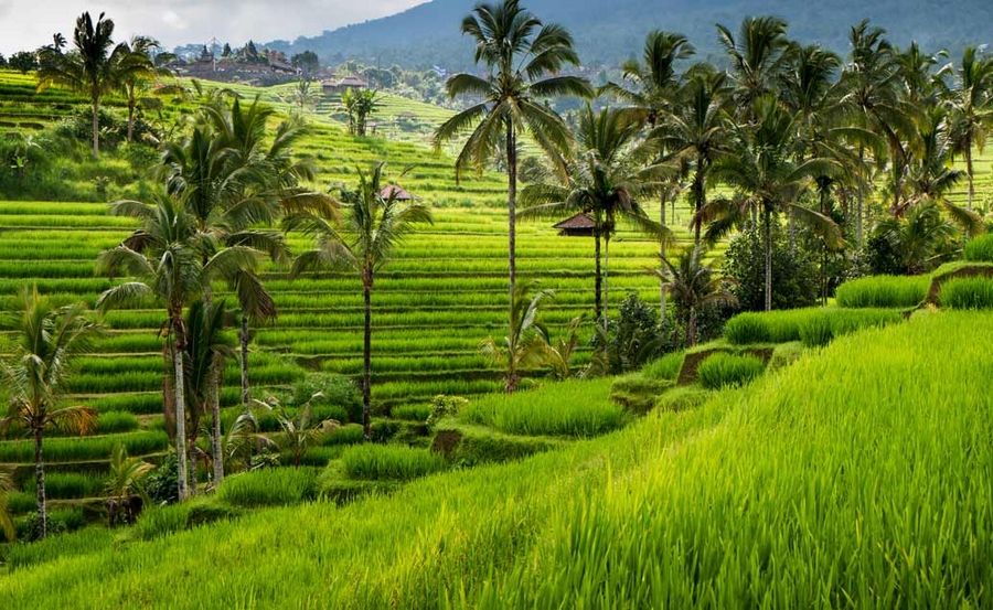 V tej Na Severu Bali HedvabnaStezka cz