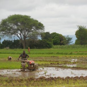 V novém projektu půjde o to, aby se v regionu Usangu, kde Maendeleo působí, rozšířily prvky tzv. Systému intenzifikace pěstování rýže