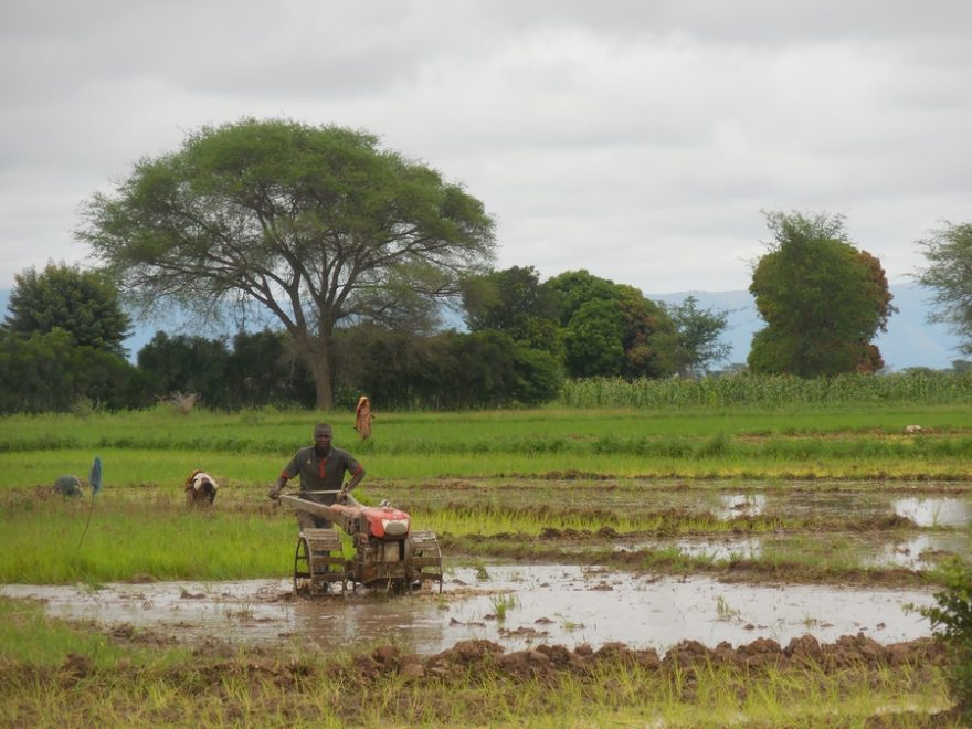 V novém projektu půjde o to, aby se v regionu Usangu, kde Maendeleo působí, rozšířily prvky tzv. Systému intenzifikace pěstování rýže