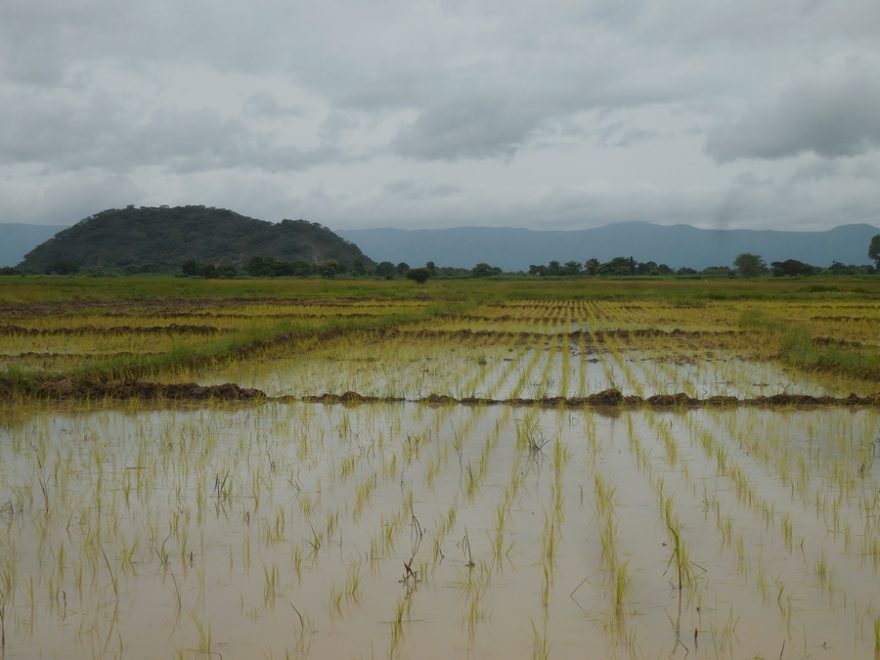 Veškerou práci na experimentálních polích budou vykonávat nejlepší farmáři z Wakulimy