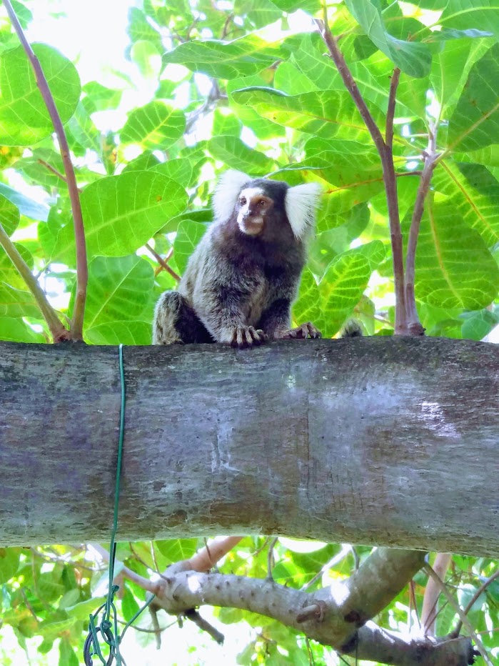 Opička Mico, Ilha de Tinharé, Brazílie