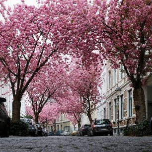 Staré město Bonn je proslulé tím, že každoročně v dubnu krásně rozkvétá