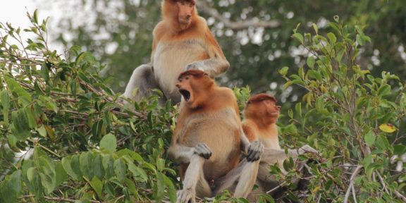 Kahau nosatý &#8211; o výzkumu nosatých opic