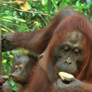 Orangutani z Tanjung Puting