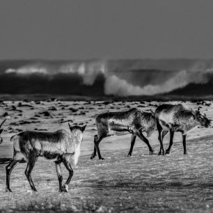 Pohledy na ledovcovou lagunu Jökulsárlón a její okolí.