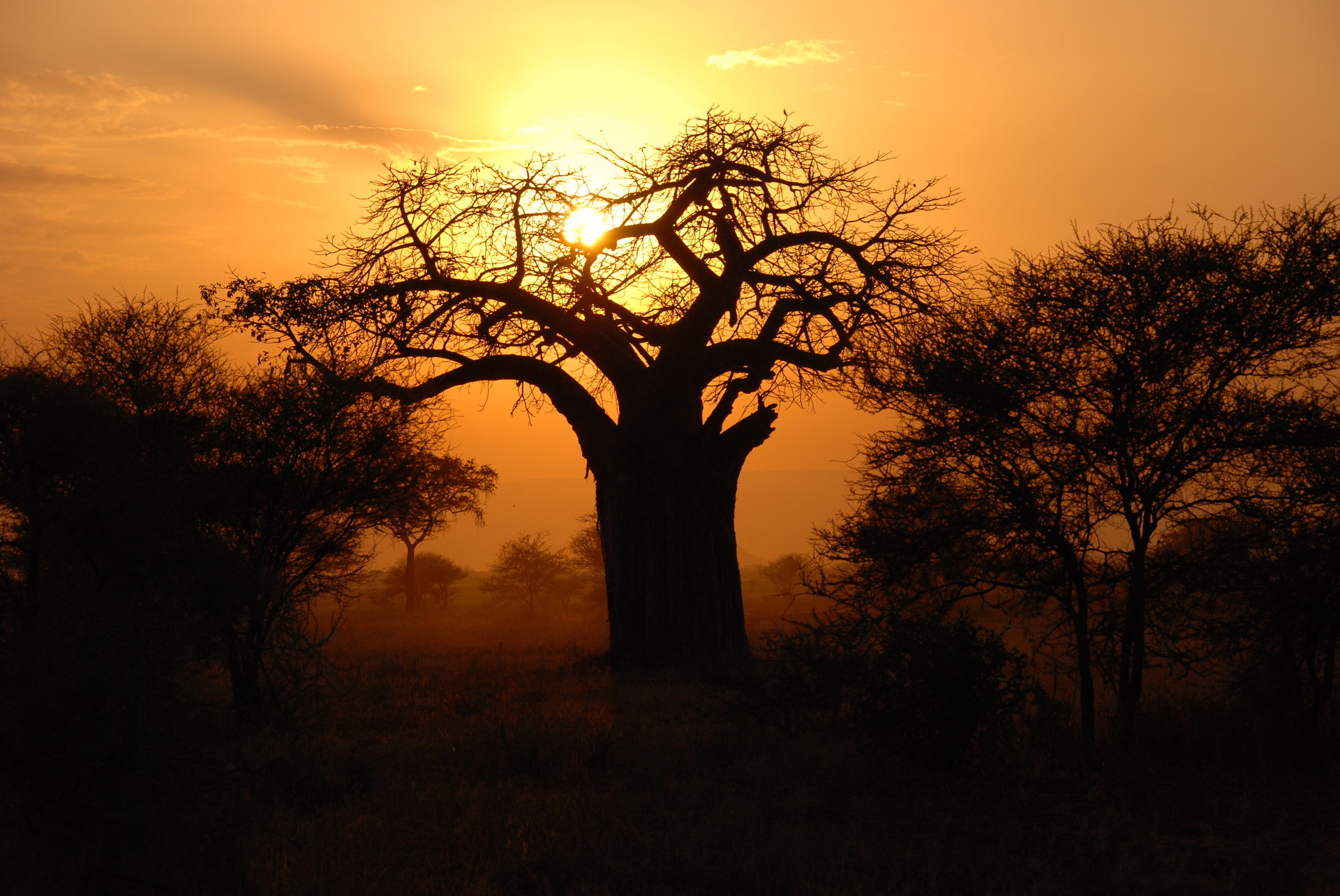 Západ slunce nad baobabem, N.P. Tarangire, Tanzanie