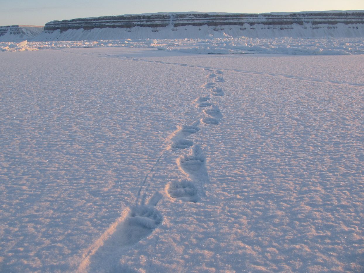 Ledního medvěda jsme bohužel nezahlédli, denně jsme ovšem naráželi na množství čerstvých stop... Grónsko